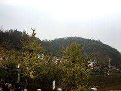 -千年银杏谷文化旅游区