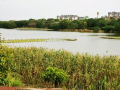 -华侨城湿地公园