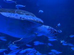 -太平洋海底世界