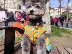 -爱侣宠医·鹦鹉专科·小型哺乳类·异宠专科(灵石路店)