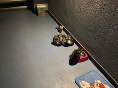 -AOE 火焰 剧本密室狼人杀