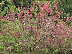 -南国桃园旅游度假区