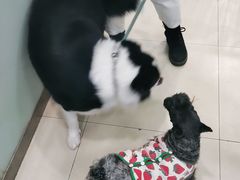 -宠福鑫康馨动物医院·骨科·眼科