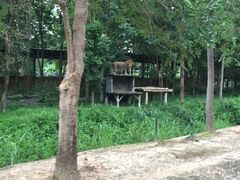 -清迈夜间动物园