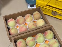 -老袁家蜜桃农场·阳山水蜜桃