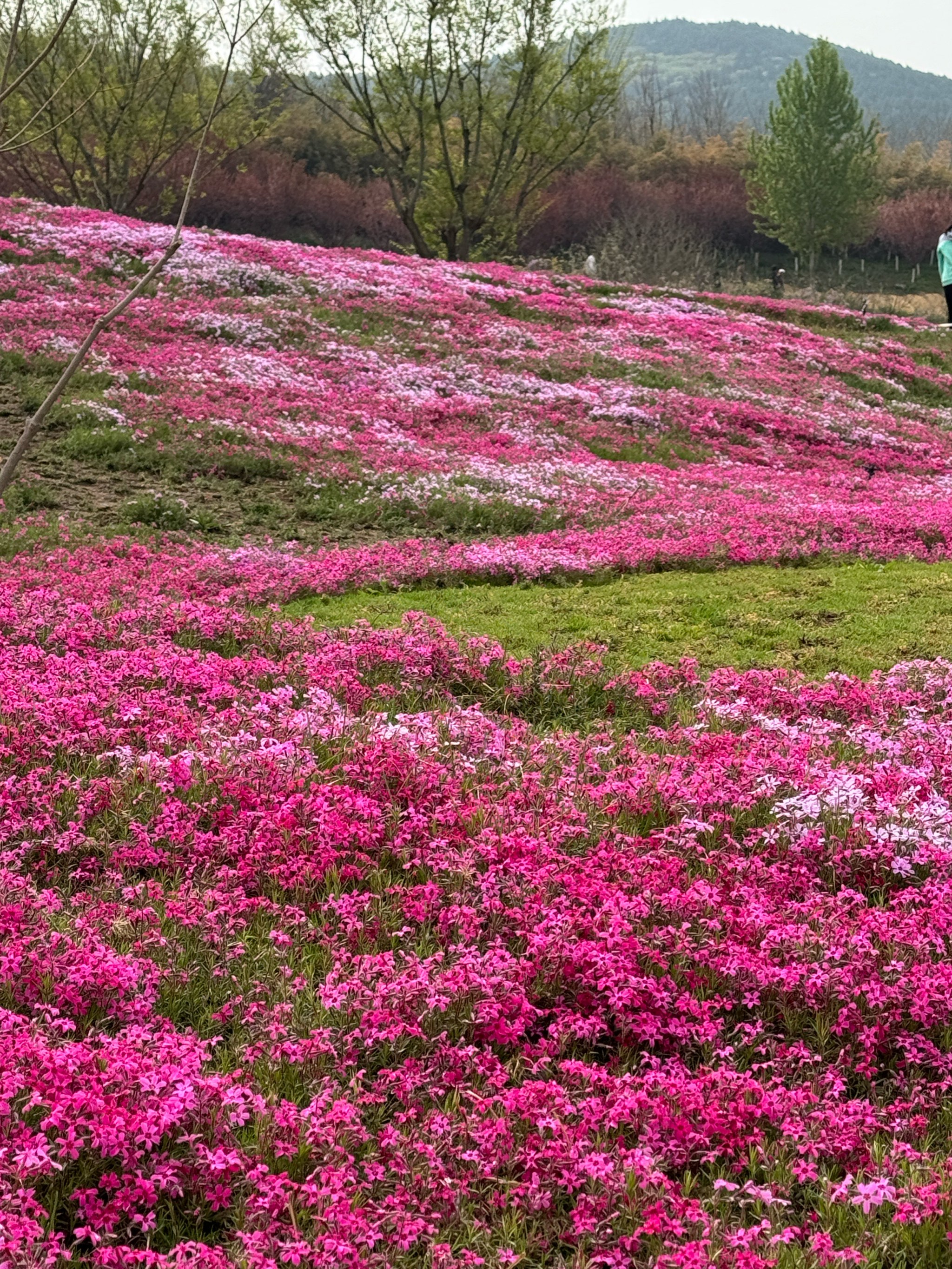 总要来龙洞看下花海吧❗️