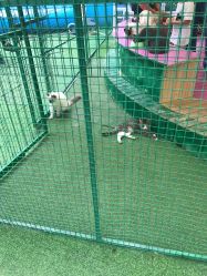 -萌宠亲子动物乐园(槐房万达店)