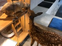 -浣熊柯尔鸭土拨鼠·电玩咖