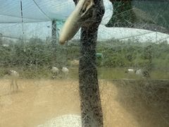 -盐城丹顶鹤湿地生态旅游区