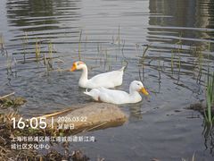 -新江湾城公园