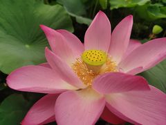 -莲花池公园
