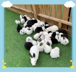 -萌宠亲子动物乐园(槐房万达店)