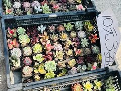 -中环花鸟鱼虫市场