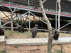 -西霞口神雕山野生动物世界