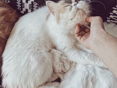 -平行世界·猫咖(首经贸店)