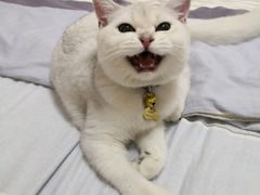 -袖虎·猫馆(体育西路店)