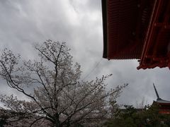 景点-有栖山 清光院 清水寺