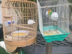 -蔡田福佛跳墙(官驿街店)