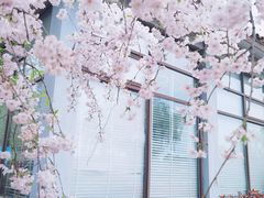 -高东镇樱花园