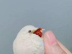 鲜乳提子麻薯-墨茉点心局(国金街店)