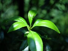 -缙云山景区