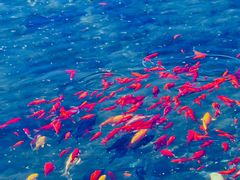 -老济南·地道济南菜(大明湖店)