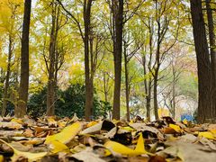 -上海共青森林公园