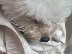 -瑞派名望24h动物医院异宠专科·猫专科·骨科·重症监护分院