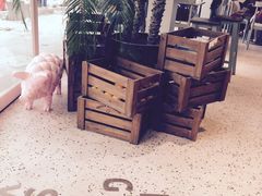 -WHEN PIGS FLY当猪飞