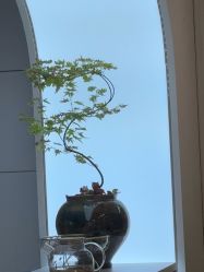 -章光101防脱养发荟