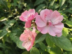 -丽泽山庄·生态怀柔菜·虹鳟鱼(红螺寺店)