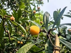 -塘栖枇杷特色园区