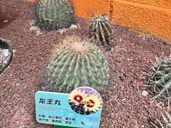 -正佳雨林生态植物园