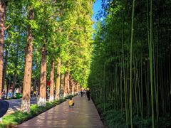 -黄海国家森林公园