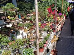 -曲阳花鸟市场(曲阳路店)