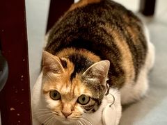 -Again Coffee Roaster(香蜜湖店)