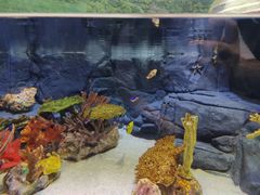 -上海海洋水族馆