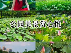 -荔湾湖公园
