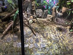 -上海大自然野生昆虫馆(东方明珠·爬宠昆虫探索中心)