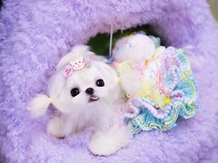 -萌宠之家·腊肠犬·马尔泰·小体犬舍