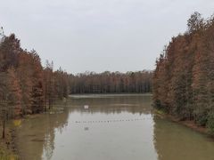 -上海海湾国家森林公园