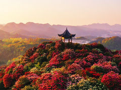 -贵州百里杜鹃风景名胜区