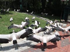 -吉隆坡雀鸟公园