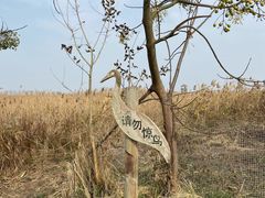 -盐城丹顶鹤湿地生态旅游区