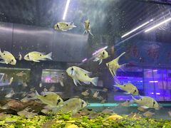 -中环花鸟鱼虫市场
