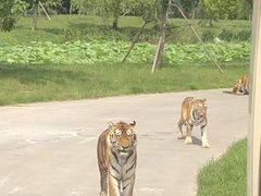 -上海野生动物园