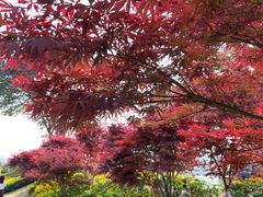 -铁山坪森林公园