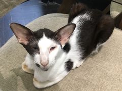 -猫色咖啡·猫咖