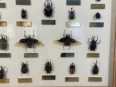 -上海昆虫博物馆