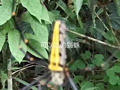 -西双版纳原始森林公园